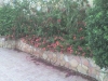 dsc00012
